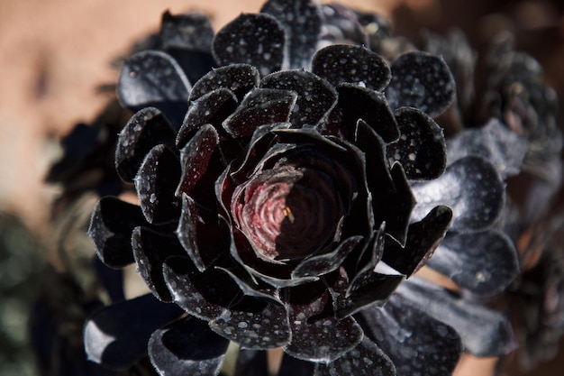 Foto nahaufnahme einer rose vor verschwommenem hintergrund