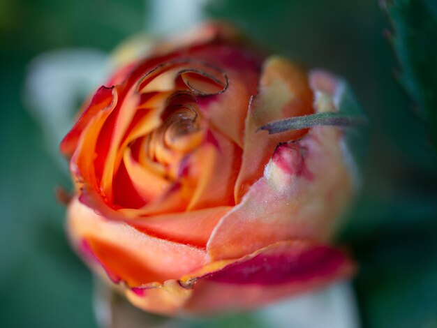 Foto nahaufnahme einer rosenblüte