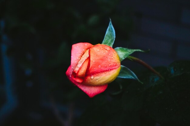 Foto nahaufnahme einer rosenblüte