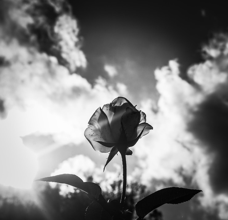Foto nahaufnahme einer rosenpflanze vor dem himmel
