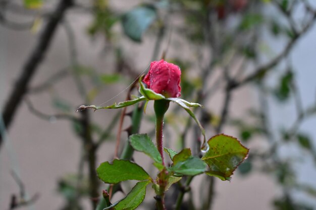 Foto nahaufnahme einer rosenpflanze