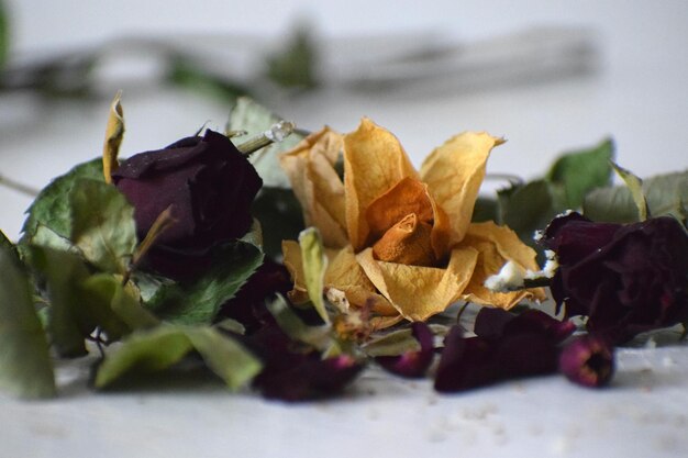 Foto nahaufnahme einer rosenpflanze