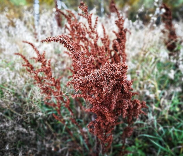 Foto nahaufnahme einer rotblühenden pflanze an land