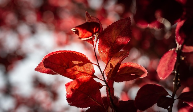 Nahaufnahme einer rotblühenden Pflanze im Herbst