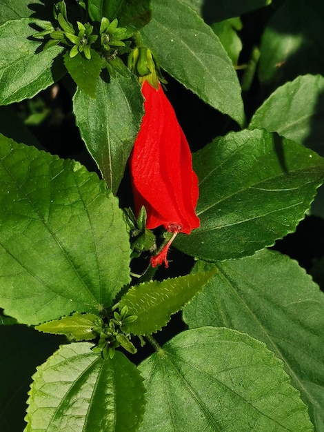 Foto nahaufnahme einer rotblühenden pflanze
