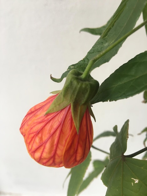 Nahaufnahme einer roten Abutilonblume