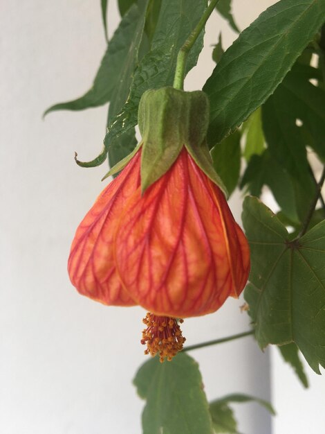 Nahaufnahme einer roten Abutilonblume