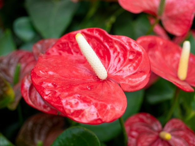 Nahaufnahme einer roten Anthurienblume mit grünen Blättern im Hintergrund