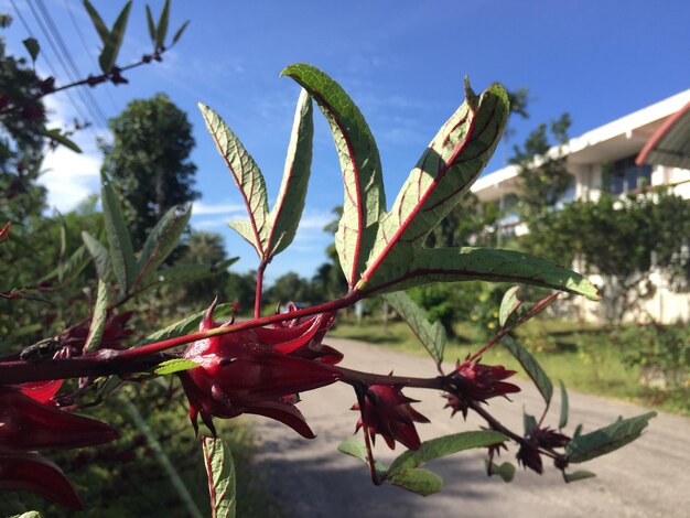 Foto nahaufnahme einer roten blütenpflanze vor dem himmel