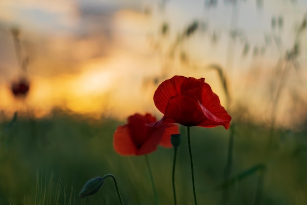 Foto nahaufnahme einer roten blume auf dem feld