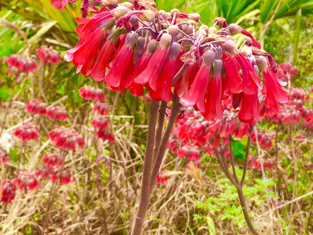 Nahaufnahme einer roten Blume, die auf dem Feld blüht