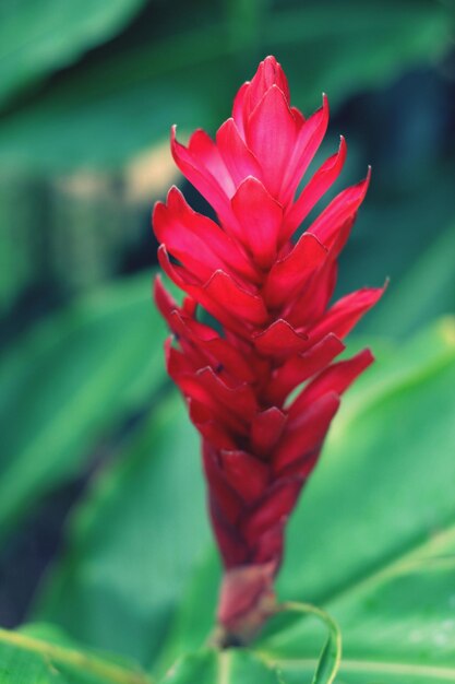 Nahaufnahme einer roten Blume, die im Freien blüht