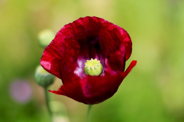 Foto nahaufnahme einer roten blume, die im freien blüht