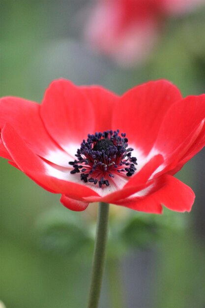 Foto nahaufnahme einer roten blume, die im freien blüht