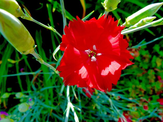 Foto nahaufnahme einer roten blume, die im park blüht