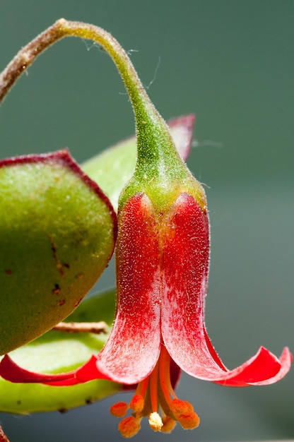 Nahaufnahme einer roten Blume, die im Park blüht