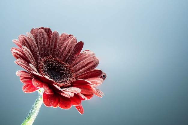 Nahaufnahme einer roten Blume vor klarem Himmel
