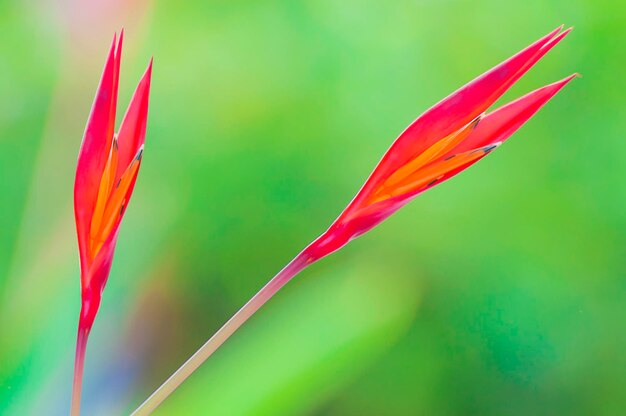 Foto nahaufnahme einer roten blume vor verschwommenem hintergrund