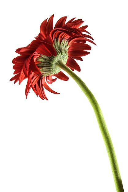 Nahaufnahme einer roten Blume vor weißem Hintergrund