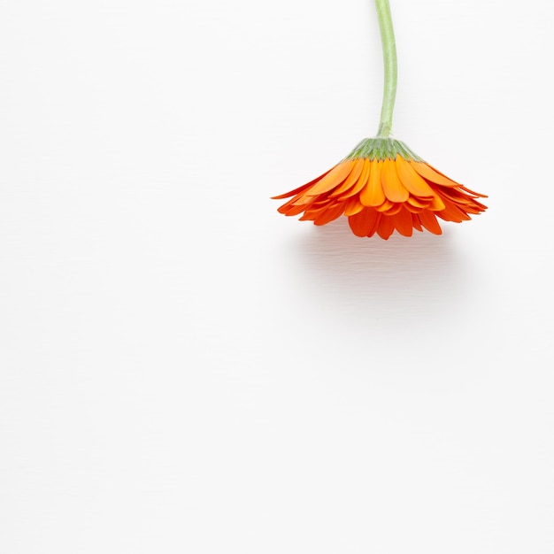 Nahaufnahme einer roten Blume vor weißem Hintergrund