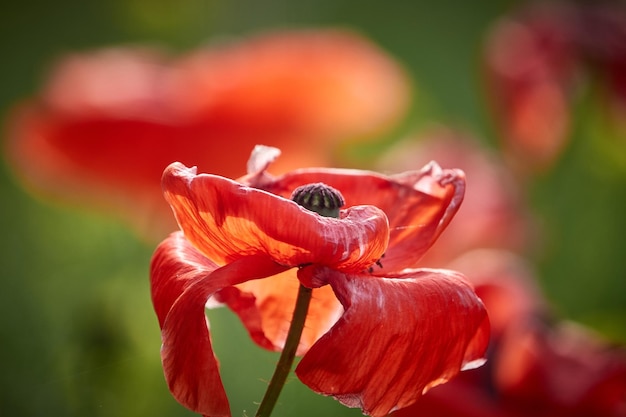 Nahaufnahme einer roten Blume