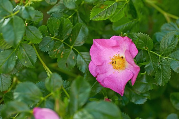 Foto nahaufnahme einer roten blume