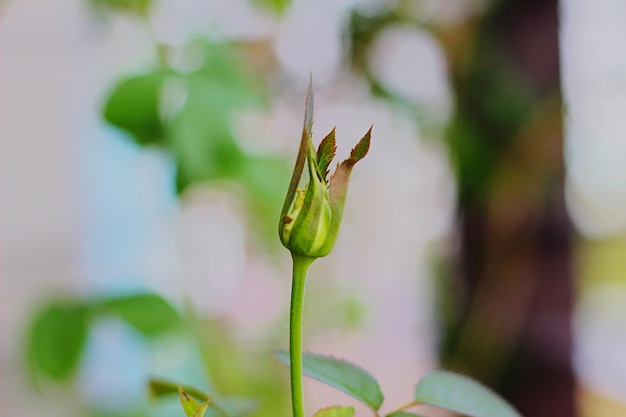 Nahaufnahme einer roten Blume