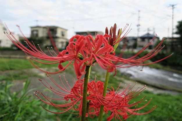 Nahaufnahme einer roten Blume