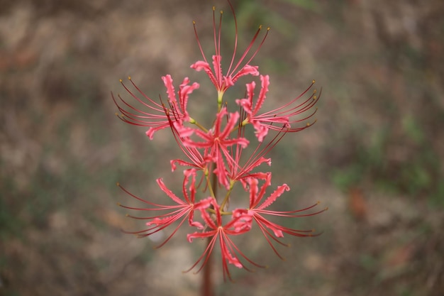 Foto nahaufnahme einer roten blume