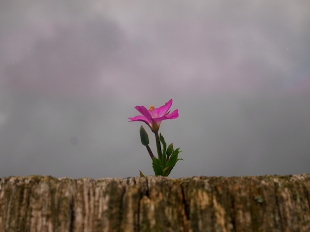 Foto nahaufnahme einer roten blume