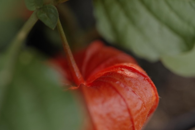 Nahaufnahme einer roten Blume