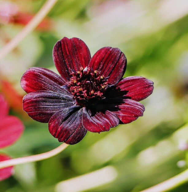 Foto nahaufnahme einer roten blume