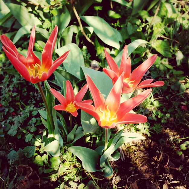 Foto nahaufnahme einer roten blume