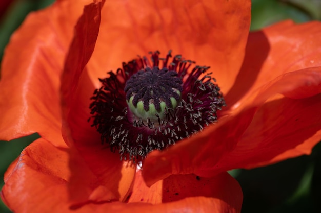 Foto nahaufnahme einer roten blume