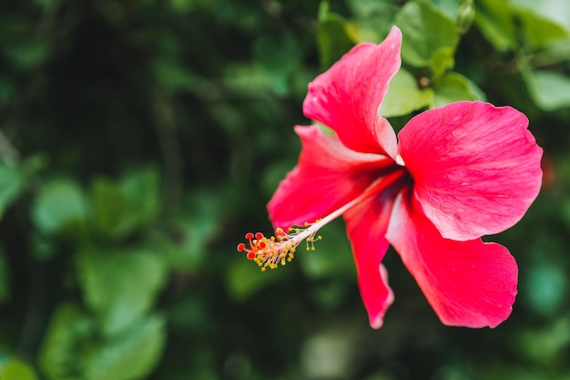 Nahaufnahme einer roten Hibiskusblüte vor verschwommenem grünem Laub