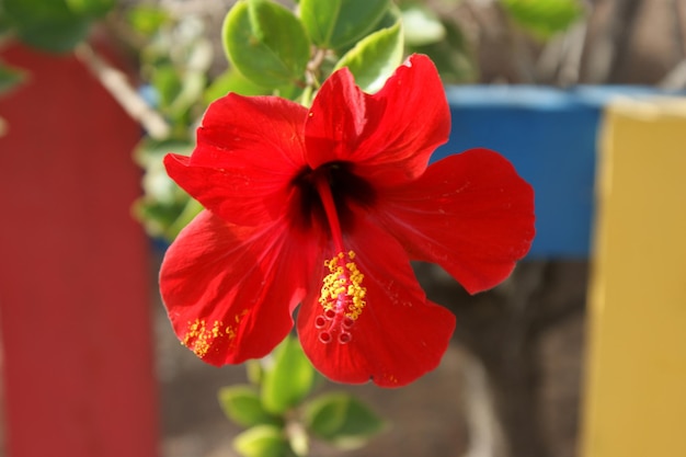 Foto nahaufnahme einer roten hibiskusblume