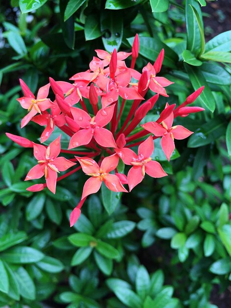 Foto nahaufnahme einer roten ixora, die im freien blüht