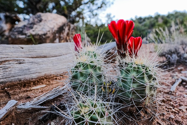 Nahaufnahme einer roten Kaktusblume, die auf dem Feld wächst