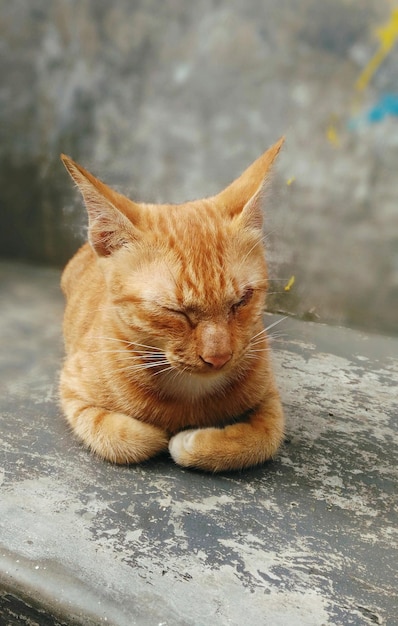 Foto nahaufnahme einer roten katze, die auf dem boden sitzt