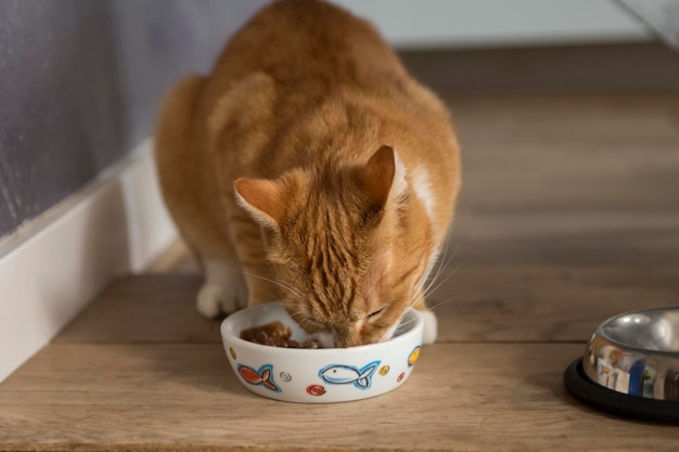 Nahaufnahme einer roten Katze, die zu Hause Essen isst