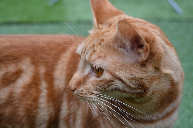 Nahaufnahme einer roten Katze