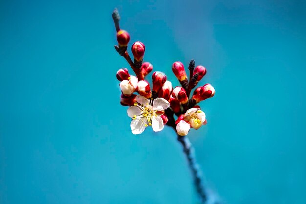 Foto nahaufnahme einer roten kirschblüte gegen den blauen himmel