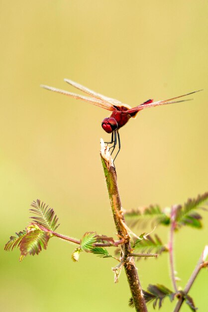 Foto nahaufnahme einer roten libelle auf einer pflanze