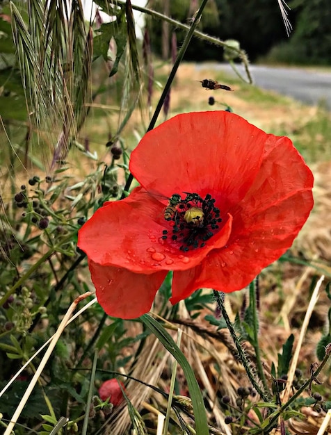 Nahaufnahme einer roten Mohnblume auf dem Feld