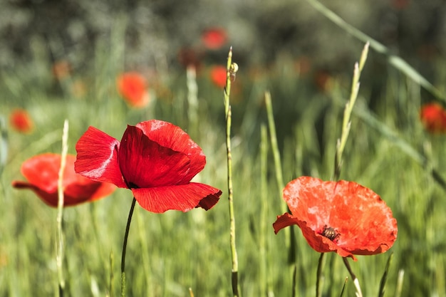 Nahaufnahme einer roten Mohnblume auf dem Feld