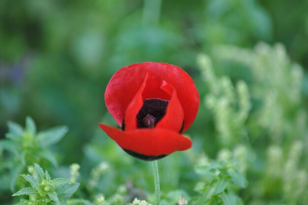 Foto nahaufnahme einer roten mohnblume auf dem feld