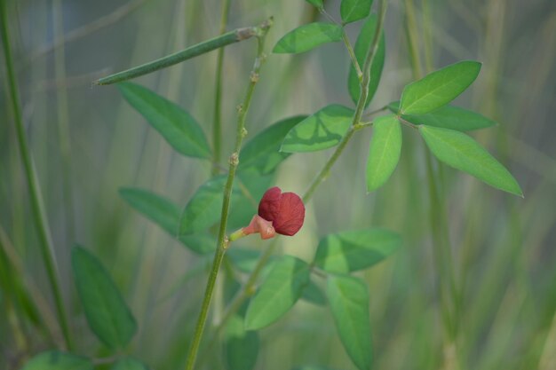 Foto nahaufnahme einer roten rose auf einer pflanze