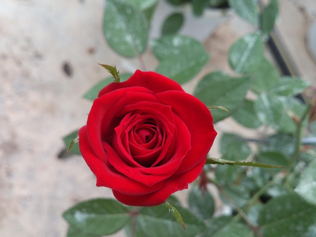 Foto nahaufnahme einer roten rose, die im freien blüht