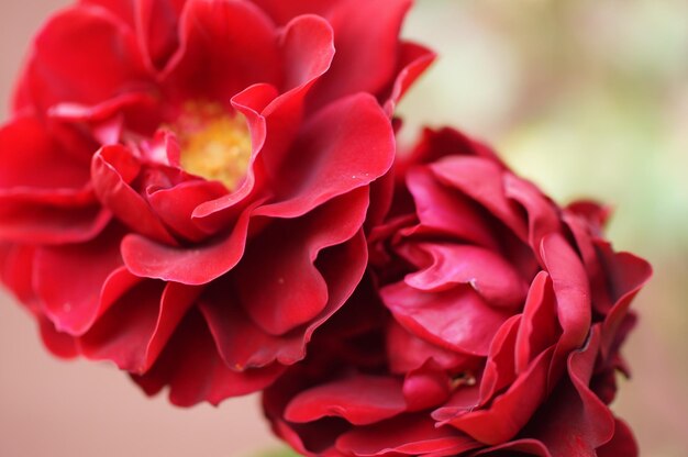 Nahaufnahme einer roten Rose, die im Freien blüht