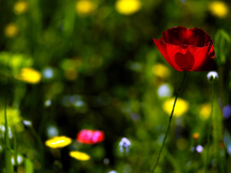 Foto nahaufnahme einer roten rose, die im freien blüht